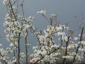 Pear Blossoms Against Storm Cloud
Picture # 2562
